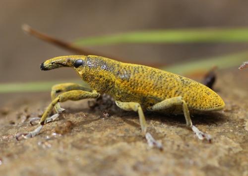 Réf. 242 074 : Lixus pulverulentus